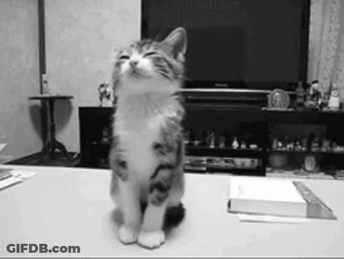 A Black And White Photo Of A Kitten Sitting On A Table GIF