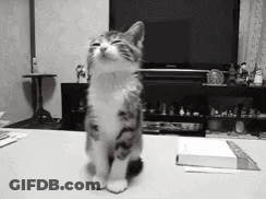 A Black And White Photo Of A Kitten Standing On Its Hind Legs On A Table . GIF