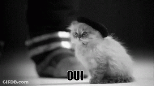 A Black And White Photo Of A Kitten Wearing A Hat With Oui Written On The Bottom GIF