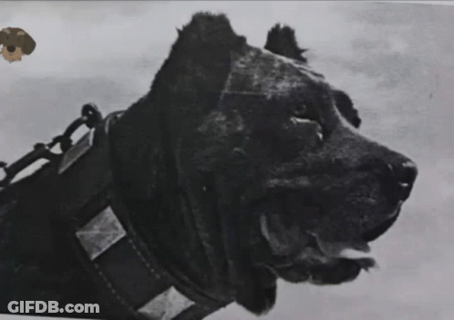 A Black And White Photo Of A Large Dog Wearing A Collar GIF