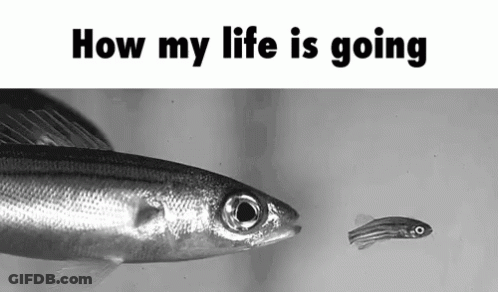 A Black And White Photo Of A Large Fish And A Smaller Fish With The Words `` How My Life Is Going '' Below It . GIF