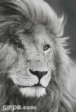A Black And White Photo Of A Lion 'S Face With A Long Mane . GIF