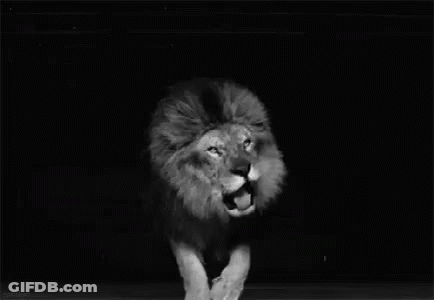 A Black And White Photo Of A Lion Standing On Its Hind Legs With Its Mouth Open . GIF