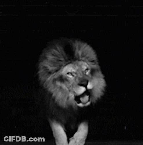 A Black And White Photo Of A Lion With A Caption That Says Let 'S Fckn Roaaarrr GIF