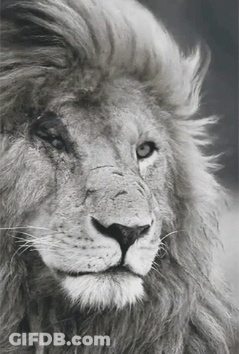 A Black And White Photo Of A Lion With A Very Long Mane GIF