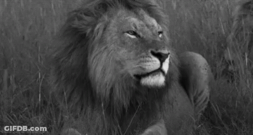 A Black And White Photo Of A Lion With Its Mouth Open In A Field . GIF