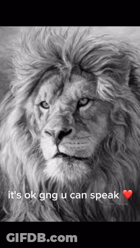 A Black And White Photo Of A Lion With The Words It 'S Ok Gng U Can Speak Above It GIF
