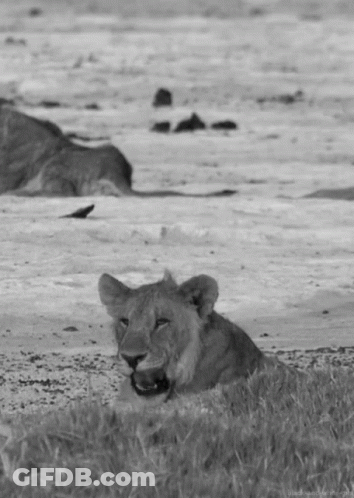 A Black And White Photo Of A Lioness Laying Down In The Grass GIF