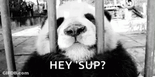 A Black And White Photo Of A Panda Bear Behind Bars With The Caption `` Hey 'Sup '' . GIF