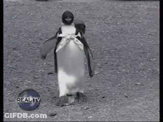 A Black And White Photo Of A Penguin Walking In Front Of Reality Tv GIF