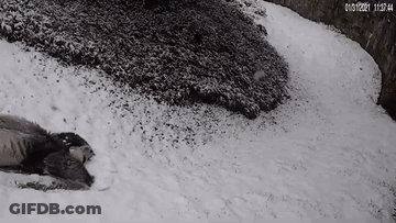 A Black And White Photo Of A Person Laying On The Snow . GIF