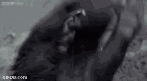 Black And White Foot On Rock GIF