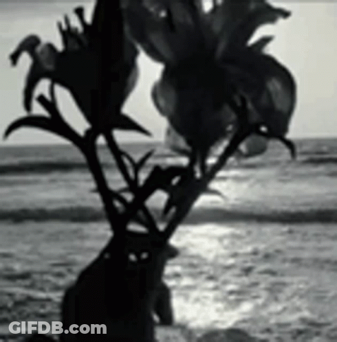 A Black And White Photo Of A Person Standing Next To A Vase Of Flowers On The Beach . GIF