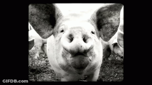 A Black And White Photo Of A Pig With Its Mouth Open Looking At The Camera GIF