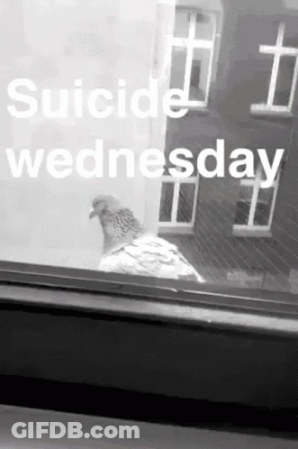 A Black And White Photo Of A Pigeon Looking Out A Window With The Words Suicide Wednesday Below It GIF