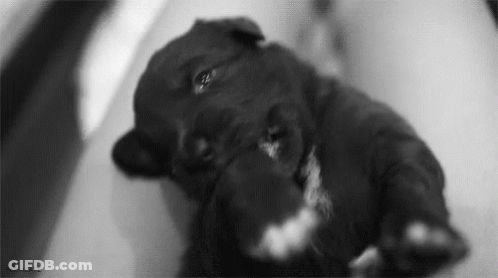 A Black And White Photo Of A Puppy Laying Down On A Table . GIF