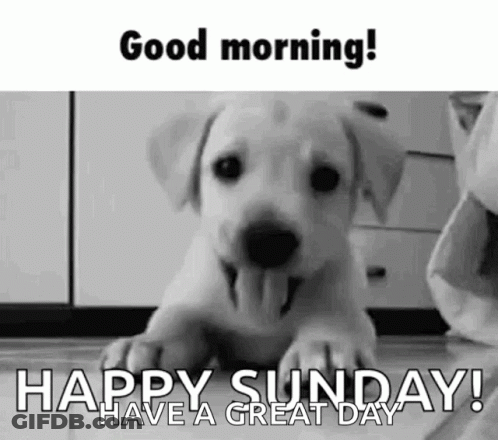 A Black And White Photo Of A Puppy With Its Tongue Hanging Out And The Words `` Good Morning ! Happy Sunday ! '' GIF