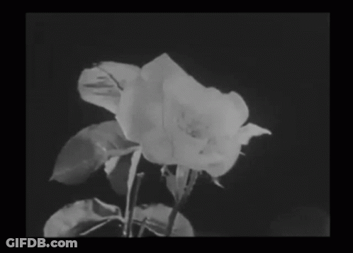 A Black And White Photo Of A Rose With A Black Background GIF