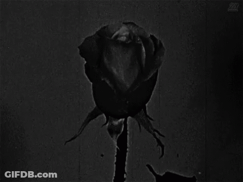 A Black And White Photo Of A Rose With The Letter R On The Bottom Left GIF