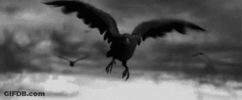 A Black And White Photo Of A Seagull Flying Over The Ocean . GIF