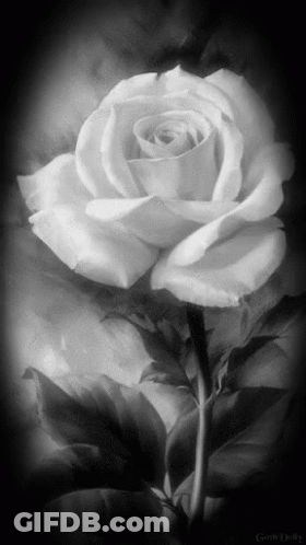 A Black And White Photo Of A Single White Rose GIF