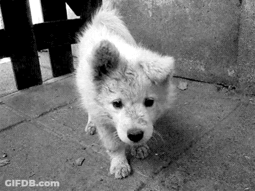 A Black And White Photo Of A Small White Puppy Looking At The Camera GIF