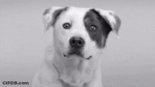 A Black And White Photo Of A Smiling Dog With Its Mouth Open And Teeth Showing . GIF