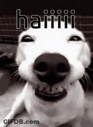 A Black And White Photo Of A Smiling Dog With The Word Haiii Written Above It GIF
