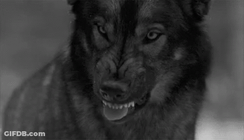 A Black And White Photo Of A Smiling Wolf . GIF