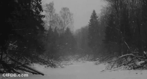 A Black And White Photo Of A Snowy Forest . GIF