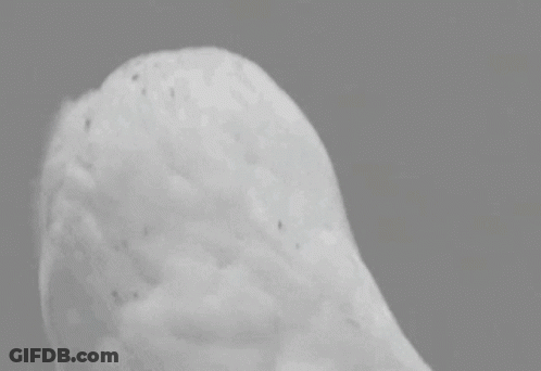 A Black And White Photo Of A Snowy Owl With Big Eyes . GIF