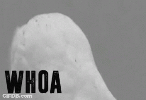 A Black And White Photo Of A Snowy Owl With The Word Whoa Written Below It GIF