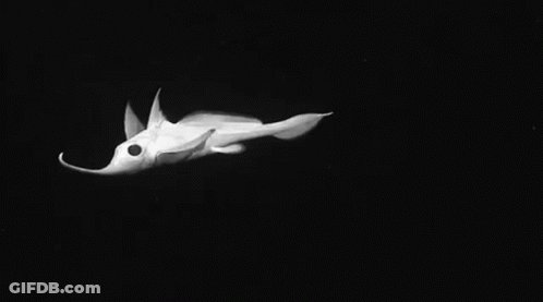 A Black And White Photo Of A Squid With A Long Nose Flying Through The Air . GIF