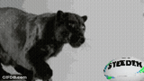 A Black And White Photo Of A Tiger And A Steelers Ball GIF