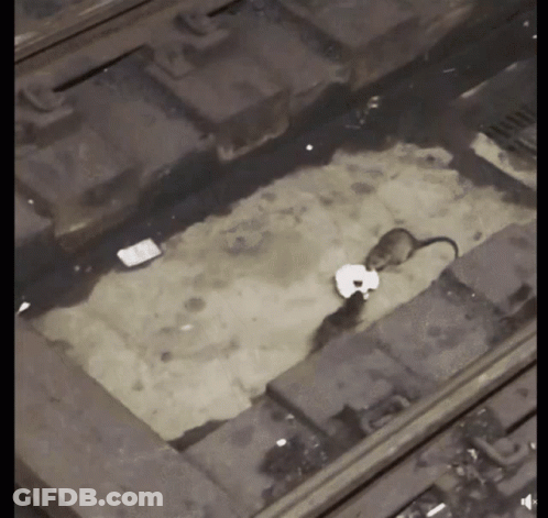 A Black And White Photo Of A Train Track With A Rat And A Piece Of Paper GIF