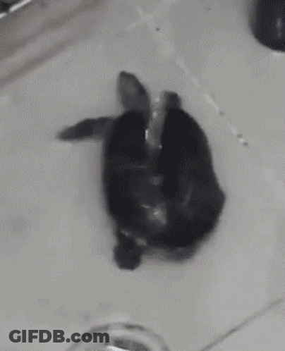 A Black And White Photo Of A Turtle Sitting In A Sink . GIF