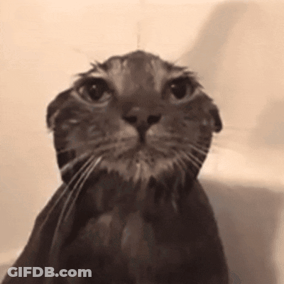 A Black And White Photo Of A Wet Cat In A Bathtub Looking At The Camera . GIF