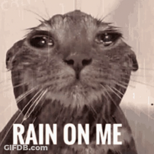 A Black And White Photo Of A Wet Cat With The Words Rain On Me Above It GIF