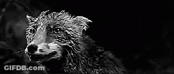A Black And White Photo Of A Wet Dog In The Dark . GIF