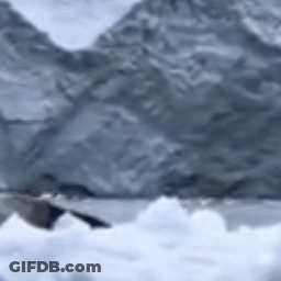 A Black And White Photo Of A Whale Swimming In The Ocean . GIF