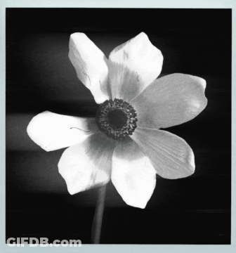 A Black And White Photo Of A White Flower With A Dark Center GIF