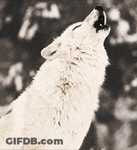 A Black And White Photo Of A White Wolf Howling With Its Mouth Open GIF
