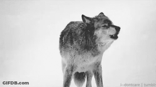 A Black And White Photo Of A Wolf Howling In The Snow GIF