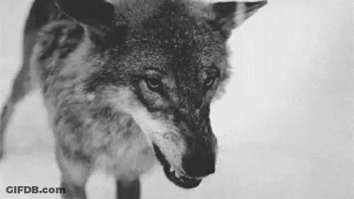A Black And White Photo Of A Wolf With Its Mouth Open And Teeth Showing . GIF