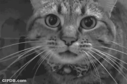 A Black And White Photo Of An Angry Cat With Its Mouth Open And Sharp Teeth . GIF