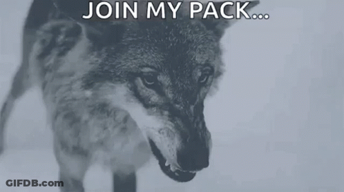 A Black And White Photo Of An Angry Wolf With The Words Join My Pack GIF
