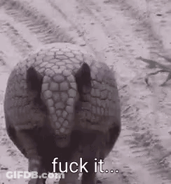 A Black And White Photo Of An Armadillo Walking In The Dirt With The Words `` Fuck It '' Written On It . GIF