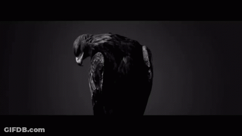 A Black And White Photo Of An Eagle With Its Wings Spread In The Dark . GIF