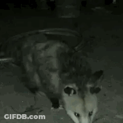 A Black And White Photo Of An Opossum Eating A Rat On The Ground . GIF