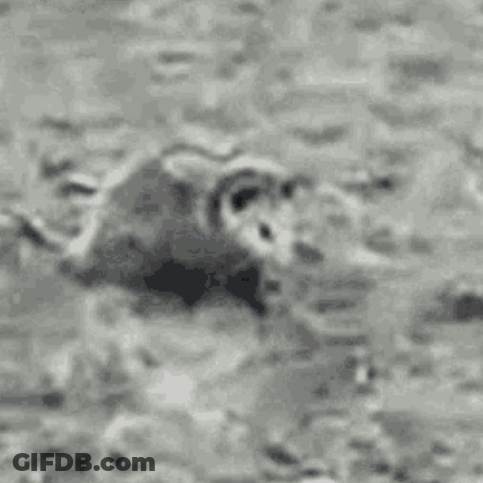A Black And White Photo Of An Opossum Walking In The Grass . GIF